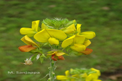 Crotalaria grahamiana